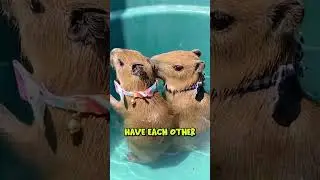 Capybaras Learn to Swim