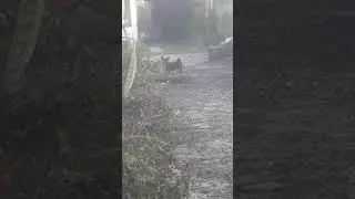 cachorra pirracenta kkkkk