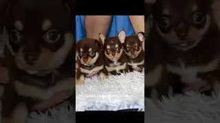 Шоколадные щенки ЧИХУАХУА можно купить на Valentra.ru #щенкичихуахуа #chihua #купитьчихуахуа