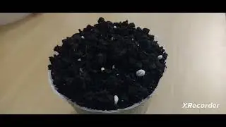 история про лимон ( 2 серия )