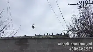 Голуби