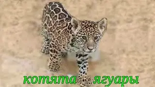Котята ягуары.Котята играют)