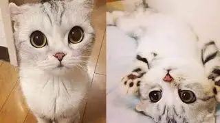 Anak kucing lucu