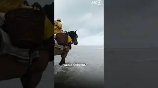 Krabbenfischen an der Küste von Oostduinkerke 🐴 🦐 | ARD Reisen