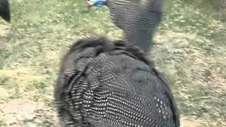 silly guinea fowls
