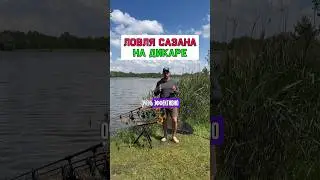 Полезно когда ловите на дикаре 