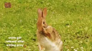 RABIT  VS STOTE AMAZING FIGHTING