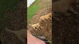 Mr. Silver and Mr. Blue - Yard Play and Potty Training