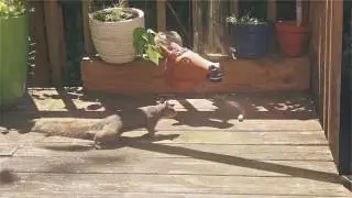 Horse Head Squirrel Feeder