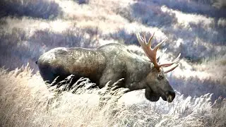 In Search of Big Bull Moose