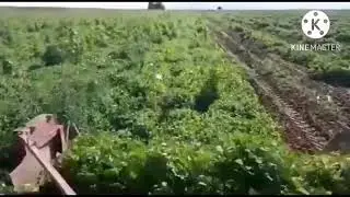 Qirgiziston mosh o'rish texnikasi, dry bean harvester.