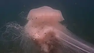Biggest Jellyfish in The World