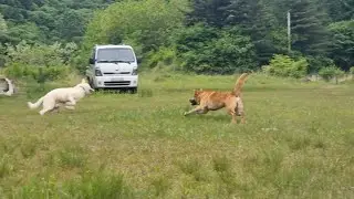 우와ᆢ동물의 왕국 표범같아ᆢ. 강산아
