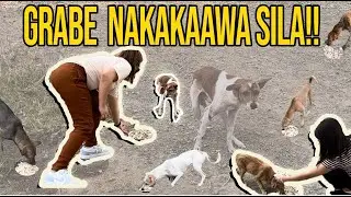 Feeding stray dogs!!