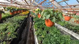 Как размножить любимые цветы? Это легко!