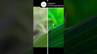 Macro photography editing After before.Hasan Photography and edi. 