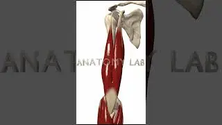 Upper Arm 3d Anatomy