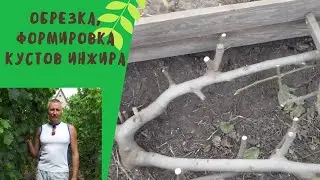 Обрезка, создание формировки кустов инжира,