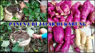 PANEN UBI JALAR YANG DITANAM DI KARUNG