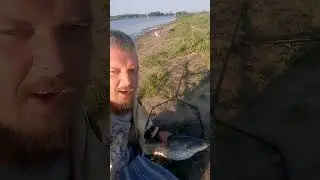 Трофейный сом с берега на пучок червей
