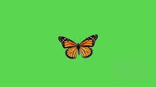 Monarch Butterfly (Green Screen) - Chroma Key