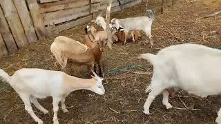 Козлят сняли с молока