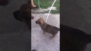 Злость в крови