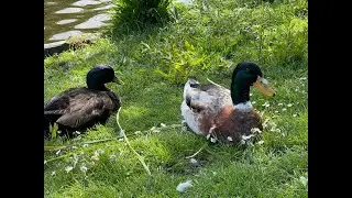 10 Minute Long Ducks in the Park (Extended Edition) Home Relaxation