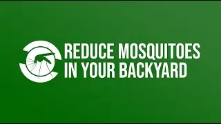 5 Tips to Reduce Mosquitoes in Your Yard