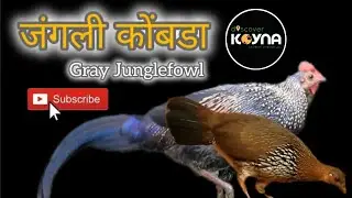 रान कोंबडी | Gray Junglefowl #birds #viral #indian #fbvideo #information #koynawildlifesanctuary