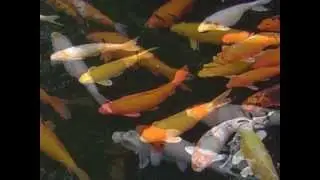 Koi Fish ~ Go With The Flow !