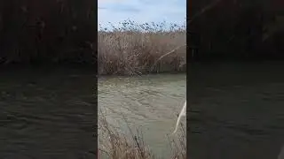 Ловля воблы. Рыбалка Fishing 