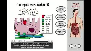 Trávení, část 21: Tenké střevo - resorpce monosacharidů