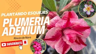 Te muestro mi SECRETO para plantar esquejes de PLUMERIA Y ADENIUM🤫