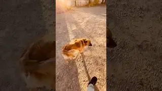 Доброе утро от банды #youtubeshorts #dog #shortvideo #shorts