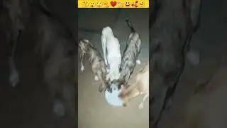 Dog |Puppy| Dog Baby Puppy |Puppydog #shorts #insaniyat #dog #puppy #cat #funny #animals #shortvideo