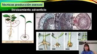 Propagación vegetativa P3