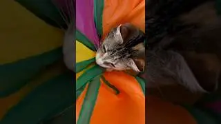 🐾Веселые лапки!