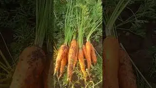 delicious carrot 😋🥕