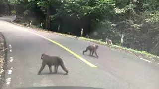 Tiba tiba dicegat Gerombolan ini..!!! di Camba Sulawesi - Macaca Maura
