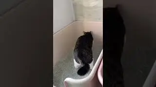 일동이는 모래정리중 [동무티브이]
