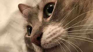 GOOFY AHH CAT
