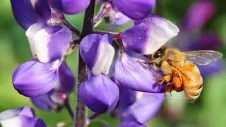 Writing: Pollinators