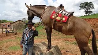JOAQUIM DO ABÍLIO - ADESTRADOR DE MULAS