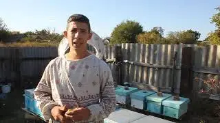 Расплод в Октябре. плохой пчеловод или матка?🐝😳🤔