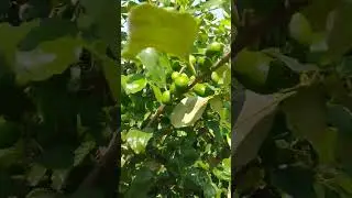 Apple bor🍏🍏🍏🍏🍏