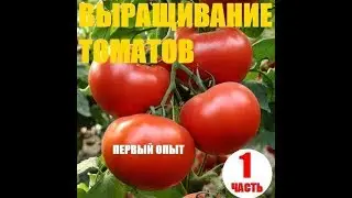Томат Аламина на 26 апреля