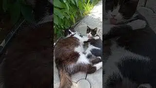 Мамина копия... #тикток #кот #котик #котики