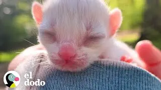 Una pequeña gatita crece tan rápido en tres meses | El Dodo
