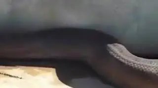 Heboh Wow ular berkepala manusia